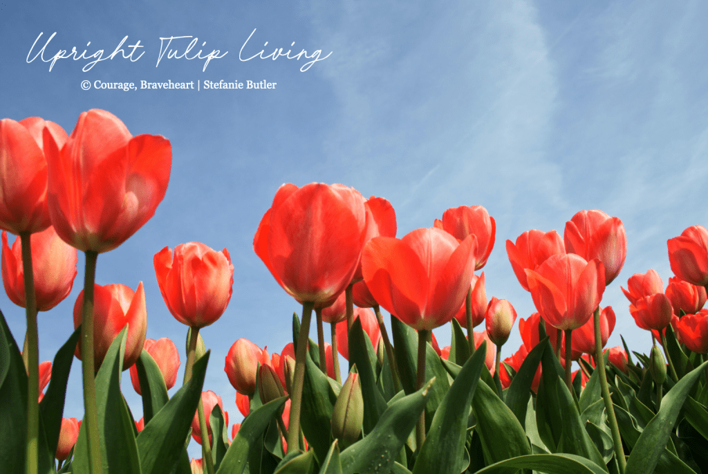 Upright Tulip Living.